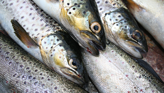 Nærbilde av fisk