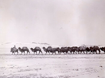 (UEMF09893_043) Bildet av kamelkaravanen har blitt ikonisk i Mongolia. Da Oscar Mamen bodde i Urga, var han og alle andre innbyggere avhengige av dette transportmiddelet for forsyninger fra Kina og Eussland. I 1913 mottok Mamen ni karavaner med sigaretter, stearinlys og tekstiler som skulle selges i Urga. BAT representerte det største lysagenturet i Asia, Prices Candles. Det var ikke elektrisk lys i Urga i 1912. Russiske lys av dårlig kvalitet var de eneste som var til salgs. BAT sine lys ble så populære at de ofte ble utsolgt samme dag som de ankom. Sigarettene forsvant også raskt gjennom gratis utdeling og salg. Mamen importerte også bomullstekstiler og seilduk, som han solgte til mongolske prinser og embetsmenn for å lage ulike uniformer. Salget var imidlertid ikke så viktig for Mamen. Uavhengig av handelen mottok han 200 norske kroner (omtrent 1 565 (2024) USD) i månedslønn. Mat, husly og reiseutgifter ble også refundert. I juli 1913 klarte ikke BAT å sende karavaner fra Kina på grunn av de sino-mongolske kampene. De bestemte seg for å stenge BAT Urga-kontoret. Mamen jobbet imidlertid for BAT fram til 1917.